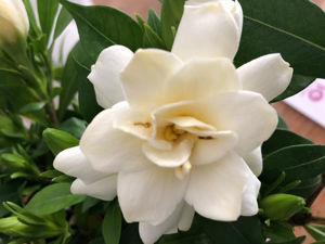 Picture of Gardenia